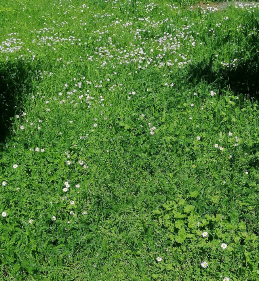 Łąka kwietna maj 2020